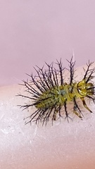 Henosepilachna vigintioctopunctata