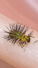 Henosepilachna vigintioctopunctata