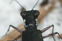 Cicindela scabrosa