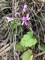 Pelargonium rodneyanum