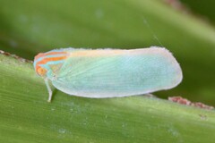 Ormenaria rufifascia