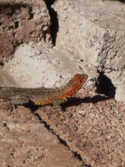 Microlophus albemarlensis