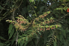 Phyllanthus salviifolius