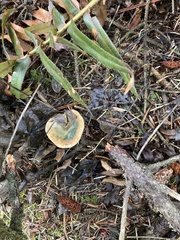 Lactarius deliciosus
