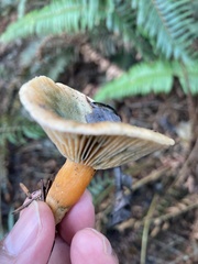 Lactarius deliciosus