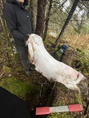 Odocoileus hemionus sitkensis