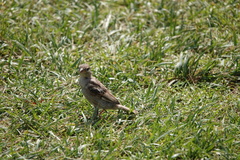 Passer domesticus