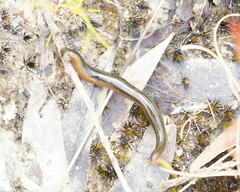 Richardsonianus australis