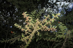 Phyllanthus salviifolius