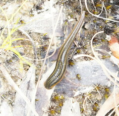 Richardsonianus australis