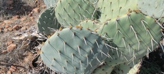 Opuntia engelmannii engelmannii