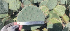 Opuntia engelmannii engelmannii
