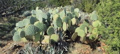 Opuntia engelmannii engelmannii
