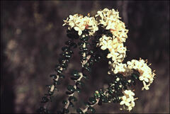 Pimelea nivea