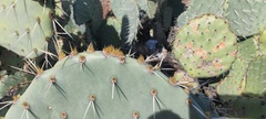 Opuntia engelmannii engelmannii