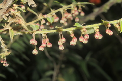 Phyllanthus salviifolius