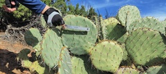 Opuntia engelmannii engelmannii