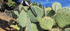 Opuntia engelmannii engelmannii