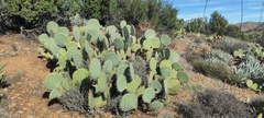 Opuntia engelmannii engelmannii