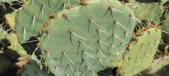 Opuntia engelmannii engelmannii