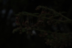 Phyllanthus salviifolius