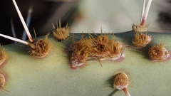 Opuntia engelmannii engelmannii