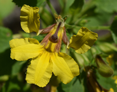 Goodenia grandiflora