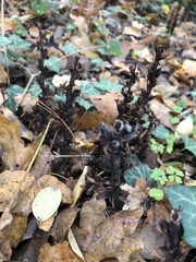 Orobanche hederae