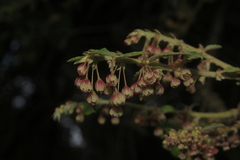 Phyllanthus salviifolius