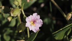 Mirabilis laevis retrorsa