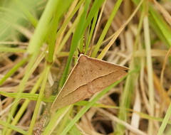 Epidesmia chilonaria