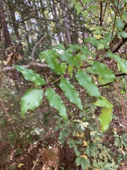 Zanthoxylum clava-herculis