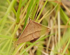 Epidesmia chilonaria