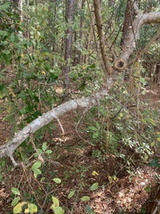 Zanthoxylum clava-herculis