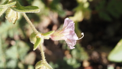 Mirabilis laevis retrorsa