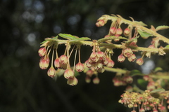 Phyllanthus salviifolius