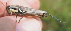 Paroxya atlantica