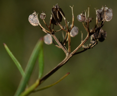 Platysace valida