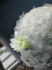Mammillaria plumosa