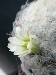 Mammillaria plumosa