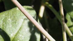 Mirabilis laevis retrorsa