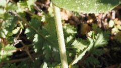 Mirabilis laevis retrorsa