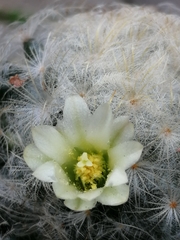 Mammillaria plumosa