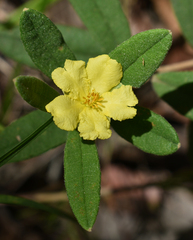 Hibbertia bicarpellata