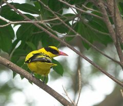 Oriolus chinensis
