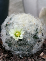 Mammillaria plumosa