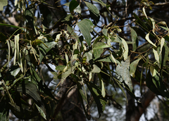 Acacia flavescens