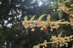 Phyllanthus salviifolius