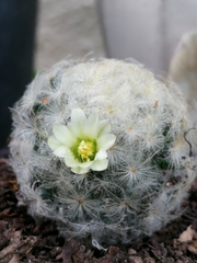 Mammillaria plumosa