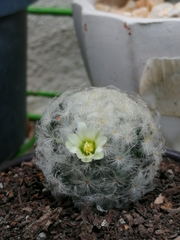 Mammillaria plumosa